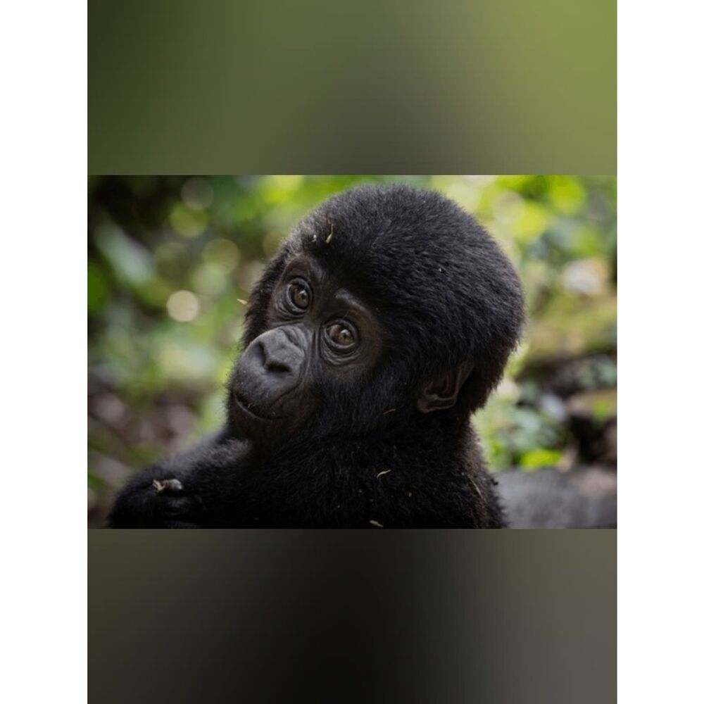Custom Fridge Magnet Baby Gorilla Home Kitchen Decor